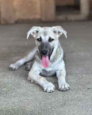 Oscar (BV)