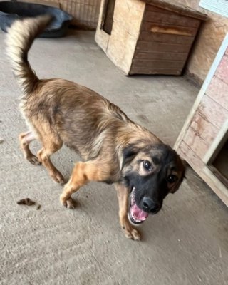 Nash