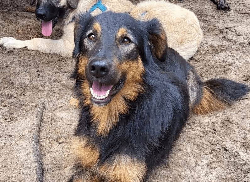 2025 07 16 16 13 27 herzenshund nora ❤️ sucht herzensmenschen in niedersachsen buchholz (aller)
