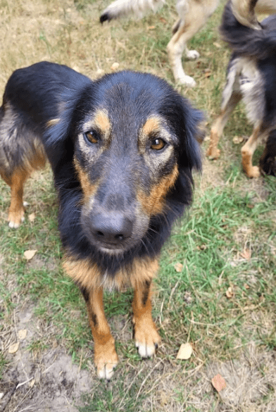 2025 07 16 16 13 34 herzenshund nora ❤️ sucht herzensmenschen in niedersachsen buchholz (aller)