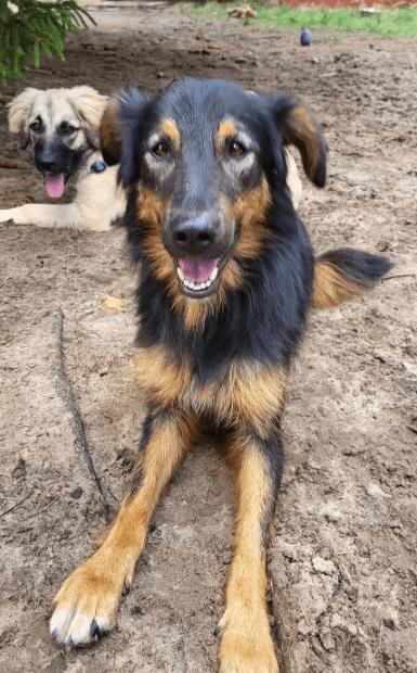 2025 07 16 16 13 39 herzenshund nora ❤️ sucht herzensmenschen in niedersachsen buchholz (aller)