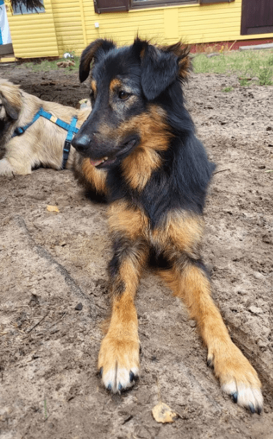 2025 07 16 16 13 45 herzenshund nora ❤️ sucht herzensmenschen in niedersachsen buchholz (aller)