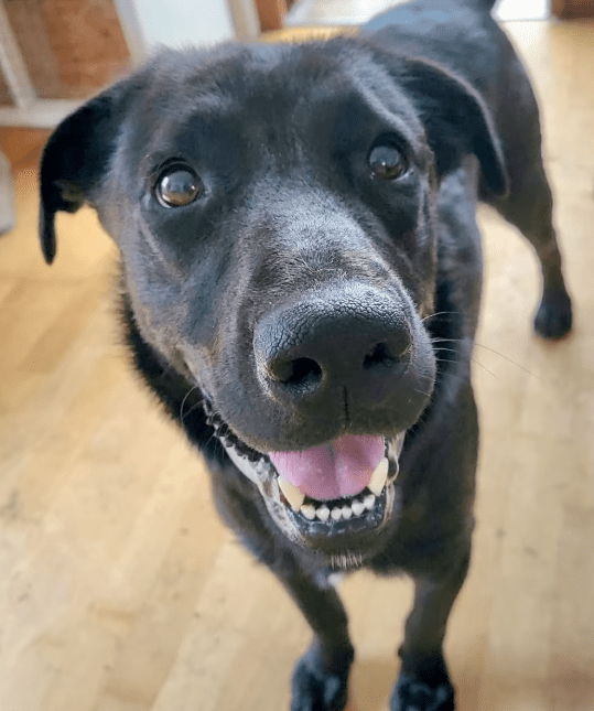 2025 07 16 16 16 53 black beauty natela ❤️ sucht ihr glück in niedersachsen wedemark mischlinge