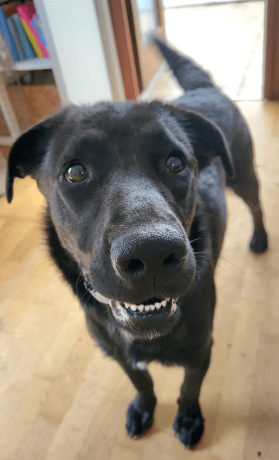2025 07 16 16 17 00 black beauty natela ❤️ sucht ihr glück in niedersachsen wedemark mischlinge