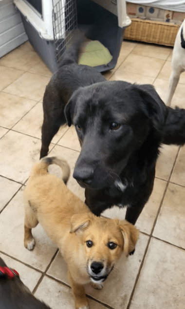 2025 07 16 16 17 06 black beauty natela ❤️ sucht ihr glück in niedersachsen wedemark mischlinge