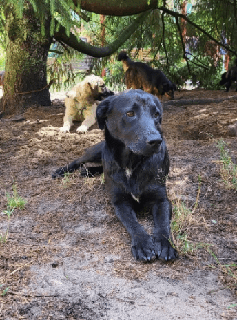 2025 07 16 16 17 18 black beauty natela ❤️ sucht ihr glück in niedersachsen wedemark mischlinge
