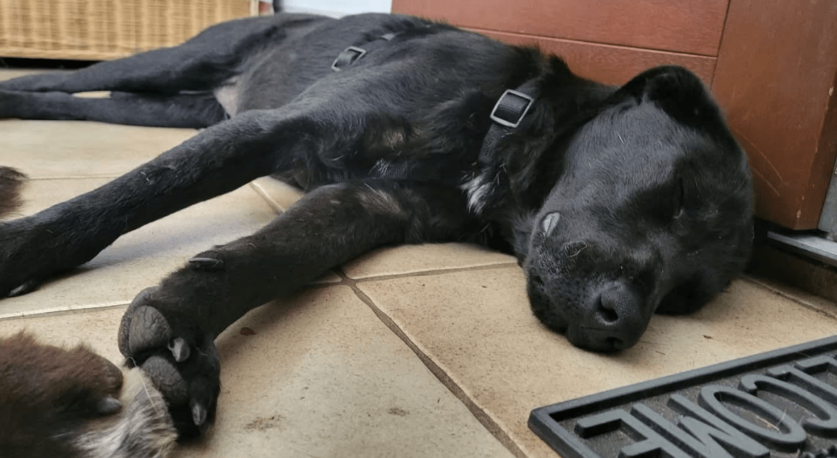 2025 07 16 16 17 21 black beauty natela ❤️ sucht ihr glück in niedersachsen wedemark mischlinge