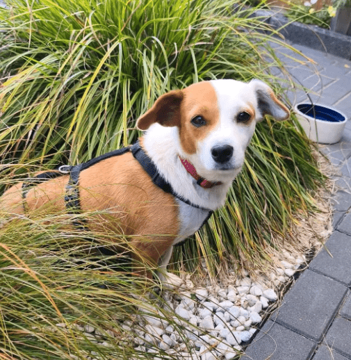 2025 08 19 14 43 09 kirsi ❤️ zarte seele sucht liebevolles zuhause in niedersachsen isernhagen m