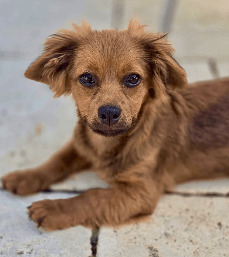 2025 08 19 14 46 36 lex ❤️ klein, fein, euer sonnenschein ☀️ in hessen oestrich winkel mischlin