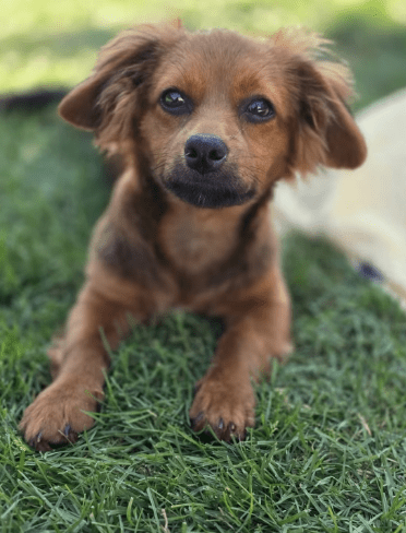 2025 08 19 14 46 44 lex ❤️ klein, fein, euer sonnenschein ☀️ in hessen oestrich winkel mischlin