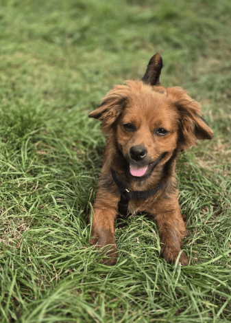 2025 08 19 14 46 49 lex ❤️ klein, fein, euer sonnenschein ☀️ in hessen oestrich winkel mischlin