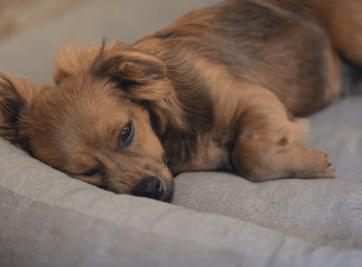2025 08 19 14 46 52 lex ❤️ klein, fein, euer sonnenschein ☀️ in hessen oestrich winkel mischlin