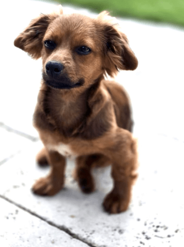 2025 08 19 14 47 12 lex ❤️ klein, fein, euer sonnenschein ☀️ in hessen oestrich winkel mischlin