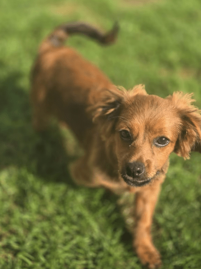 2025 08 19 14 47 21 lex ❤️ klein, fein, euer sonnenschein ☀️ in hessen oestrich winkel mischlin