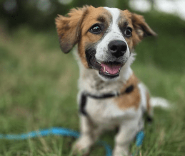 2025 08 19 14 48 59 lissi ❤️ lebensfreude auf 4 pfoten sucht dich! in hessen oestrich winkel mis