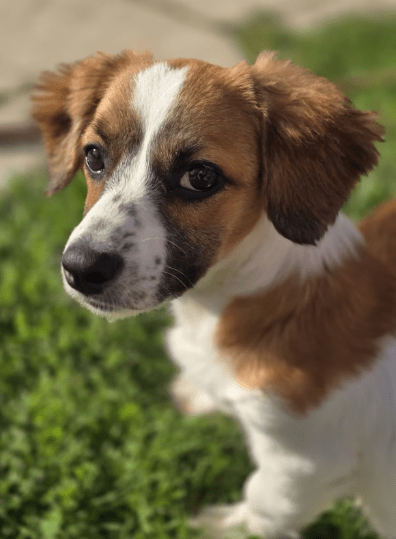 2025 08 19 14 49 03 lissi ❤️ lebensfreude auf 4 pfoten sucht dich! in hessen oestrich winkel mis