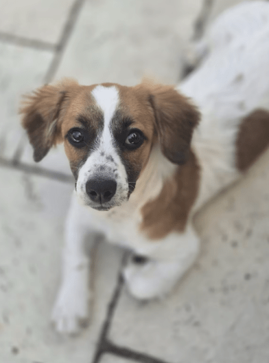 2025 08 19 14 49 11 lissi ❤️ lebensfreude auf 4 pfoten sucht dich! in hessen oestrich winkel mis