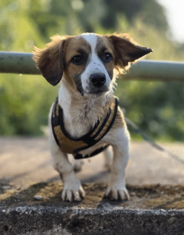 2025 08 19 14 49 32 lissi ❤️ lebensfreude auf 4 pfoten sucht dich! in hessen oestrich winkel mis