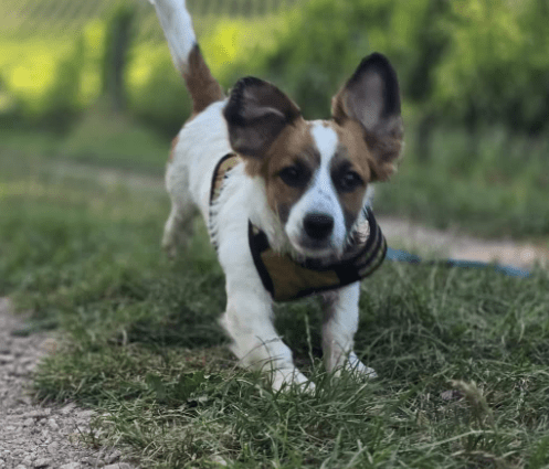 2025 08 19 14 49 40 lissi ❤️ lebensfreude auf 4 pfoten sucht dich! in hessen oestrich winkel mis