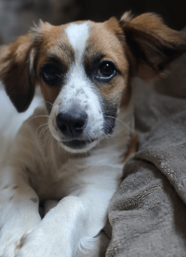 2025 08 19 14 49 44 lissi ❤️ lebensfreude auf 4 pfoten sucht dich! in hessen oestrich winkel mis