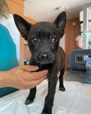 Kiki