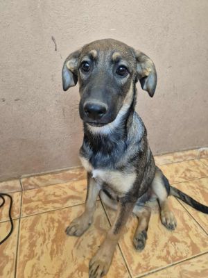 535680114 1466958411006212 9148841944885856803 n