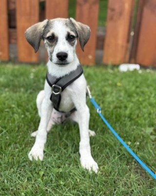 Nolan (BV)