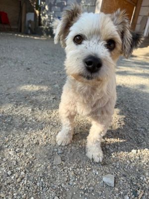 Pino