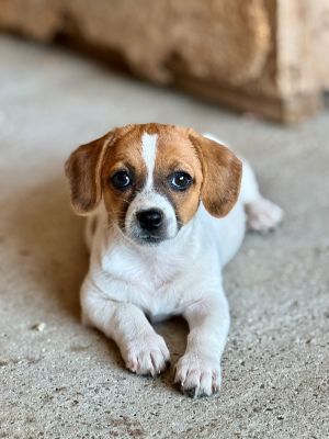 Lilly