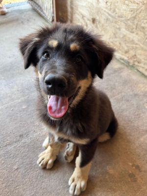 Georgie