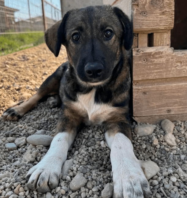 2025 08 15 09 25 18 zuleika ❤️ zarte seele sucht lieblingsmenschen in schleswig holstein lübeck