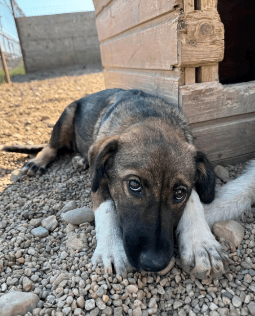 2025 08 15 09 25 25 zuleika ❤️ zarte seele sucht lieblingsmenschen in schleswig holstein lübeck