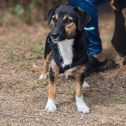 2025 09 04 16 25 18 kleine diara♥️ sucht ihr glück! in rheinland pfalz marnheim mischlinge und m