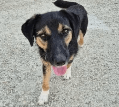 2025 09 04 16 25 26 kleine diara♥️ sucht ihr glück! in rheinland pfalz marnheim mischlinge und m