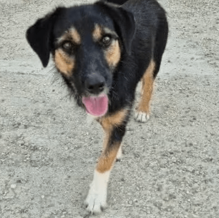 2025 09 04 16 25 31 kleine diara♥️ sucht ihr glück! in rheinland pfalz marnheim mischlinge und m
