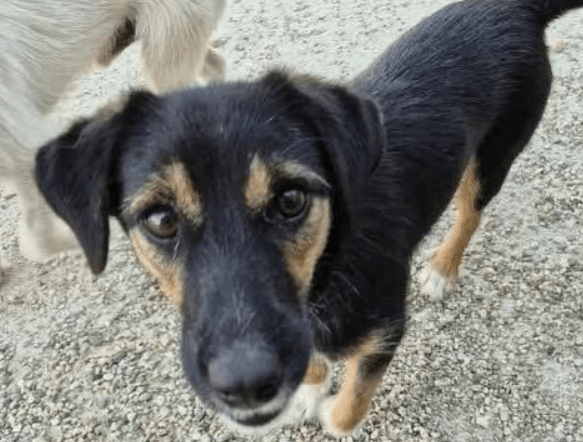 2025 09 04 16 25 35 kleine diara♥️ sucht ihr glück! in rheinland pfalz marnheim mischlinge und m