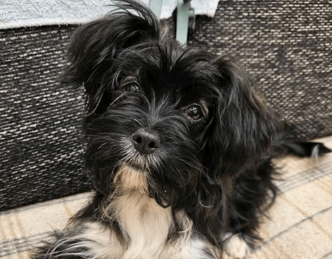 2025 09 04 16 27 17 wonki ❤️ turbo kuschelqueen mit knopfaugen! in rheinland pfalz briedel misch