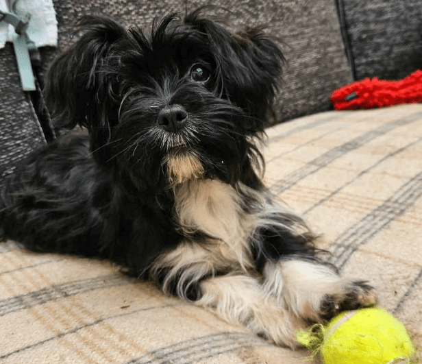 2025 09 04 16 27 26 wonki ❤️ turbo kuschelqueen mit knopfaugen! in rheinland pfalz briedel misch