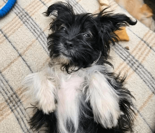 2025 09 04 16 27 30 wonki ❤️ turbo kuschelqueen mit knopfaugen! in rheinland pfalz briedel misch