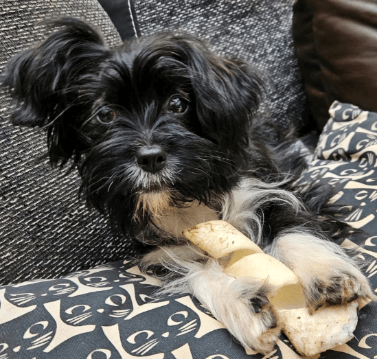 2025 09 04 16 27 35 wonki ❤️ turbo kuschelqueen mit knopfaugen! in rheinland pfalz briedel misch