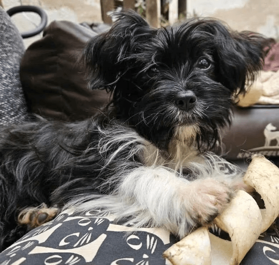 2025 09 04 16 27 42 wonki ❤️ turbo kuschelqueen mit knopfaugen! in rheinland pfalz briedel misch