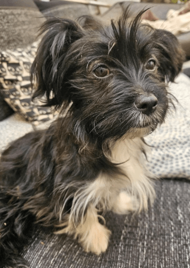 2025 09 04 16 27 48 wonki ❤️ turbo kuschelqueen mit knopfaugen! in rheinland pfalz briedel misch