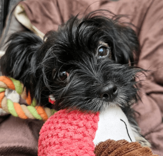 2025 09 04 16 27 53 wonki ❤️ turbo kuschelqueen mit knopfaugen! in rheinland pfalz briedel misch