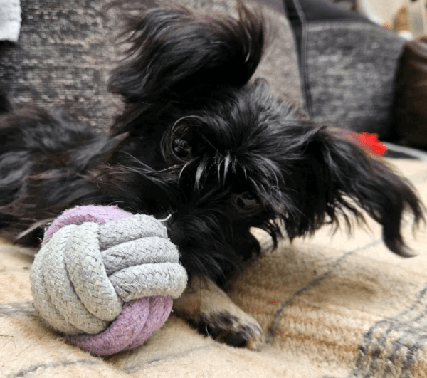 2025 09 04 16 28 03 wonki ❤️ turbo kuschelqueen mit knopfaugen! in rheinland pfalz briedel misch