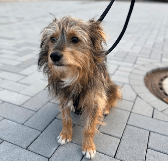 2025 09 22 10 33 12 desktop – datei explorer