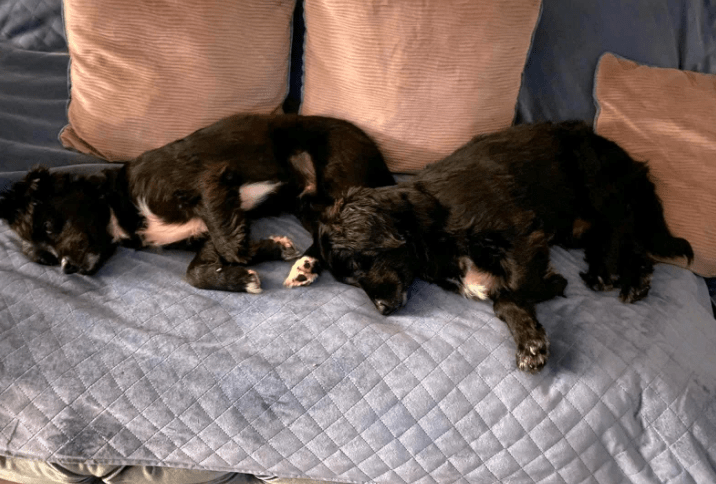 2025 10 09 14 41 17 chat teutrine, constanze microsoft teams