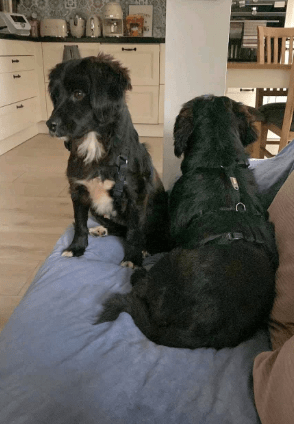 2025 10 09 14 41 23 chat teutrine, constanze microsoft teams