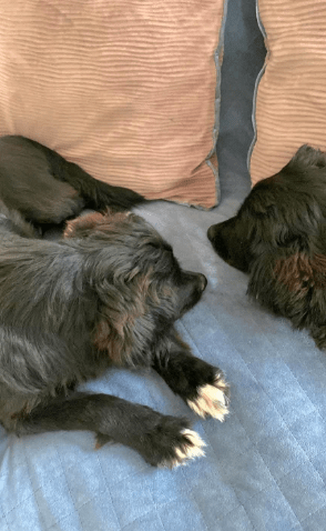 2025 10 09 14 41 39 chat teutrine, constanze microsoft teams