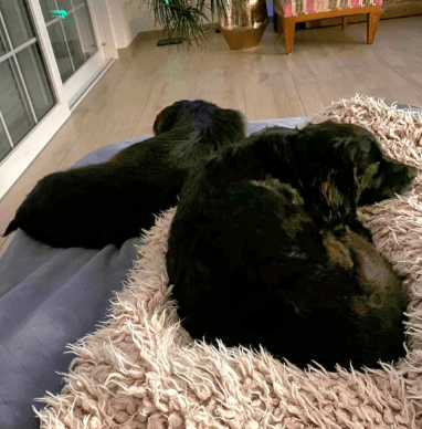 2025 10 09 14 41 44 chat teutrine, constanze microsoft teams