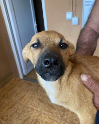 Penelope